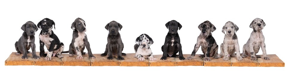 Panorama of nine puppies of Harlequin colored Great Dane Dog or German Dog, the largest dog breed in the world sitting isolated in white