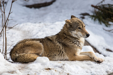 Fototapeta premium Portrait of a gray wolf. Externally, the gray wolf is very similar to an ordinary dog, that is not surprising because these animals have a common ancestor. However, the wolf looks much bigger.
