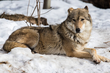 Obraz premium Portrait of a gray wolf. Externally, the gray wolf is very similar to an ordinary dog, that is not surprising because these animals have a common ancestor. However, the wolf looks much bigger.