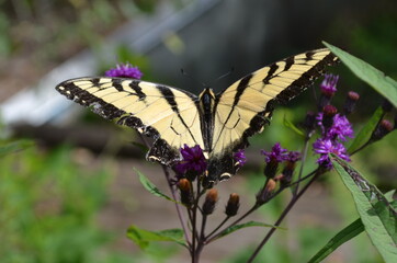 Fototapeta na wymiar tiger swallowtail