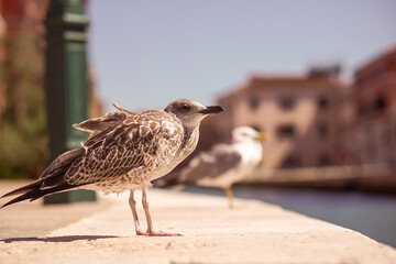 Seagull on the bank of a canal in Venice on a hot sunny day, Italy