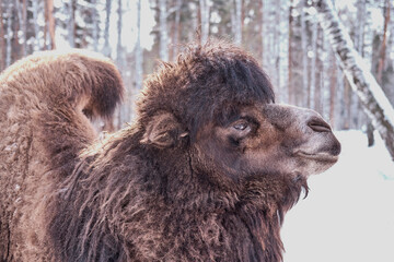 Close-up portrait of camel on a farm on a background of winter forest.