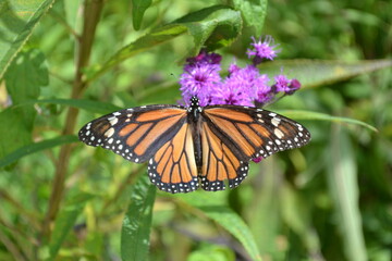 Monarch butterfly