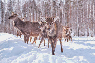 Spotted deer on a farm on a background of winter forest.