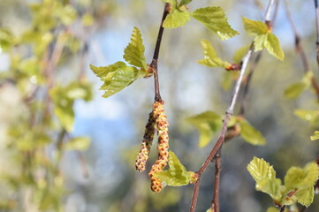 Birch tree branch with flower and new foliage in spring