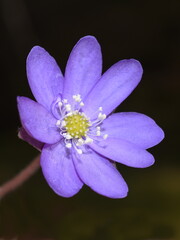Blue anemone Hepatica nobilis Liverwort on dark background