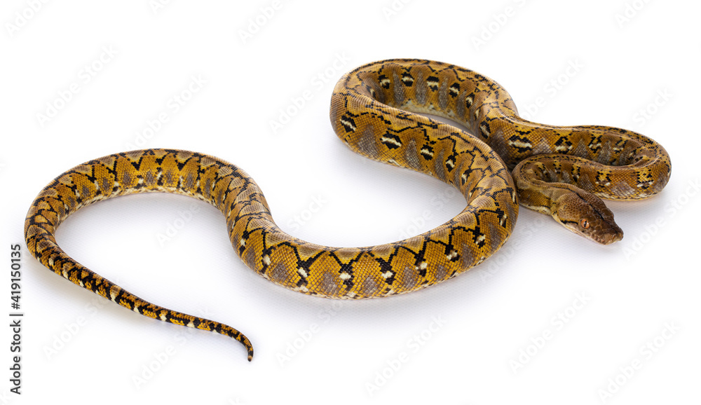 Leinwandbilder beautiful reticulated python aka malayopython reticulatus snake in color platinum. isolated on white