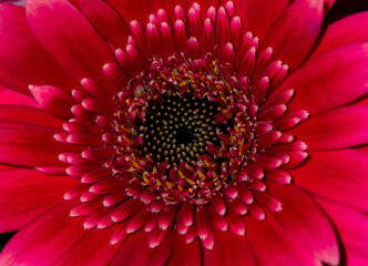 close up of red gerbera