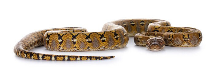 Reticulated python on whiteBeautiful Reticulated python aka Malayopython reticulatus snake in color...
