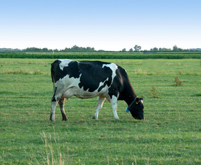 
A black and white cow grazing in a meadow