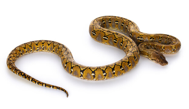 Beautiful Reticulated python aka Malayopython reticulatus snake in color platinum. Isolated on white background.