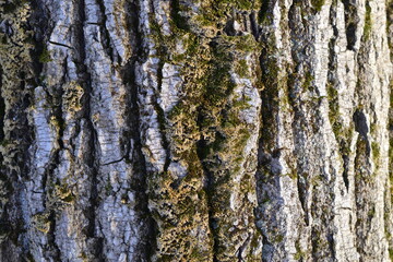 Obraz premium tree bark texture with green-yellow moss in the light of the sun