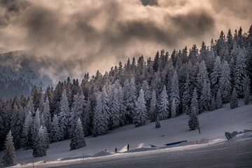 mountain winter landscape with trees