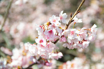 河津桜