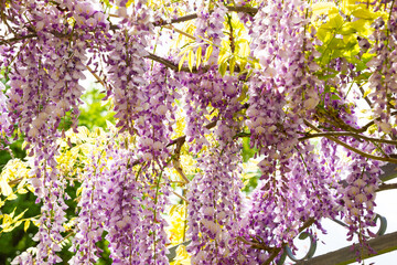 Wisteria or glicinia flowers, springtime beautiful bloom