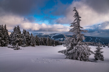mountain winter landscape with trees