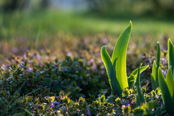 Macro shot of sprouts of flowers in the ground in the garden in early spring, agriculture and...