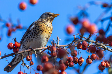 The mountain ash thrush (Turdus pilaris, fieldfare) sits on a rowan branch covered with berries.
