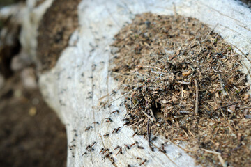 large ant hill in fallen tree trunk