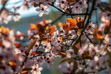 Beautiful spring sakura branches with flowers on a cloudy day macro photography