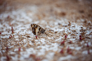 Butterfly Vanessa cardui on a salty sand amongst weensy Salicornia bigelovii.