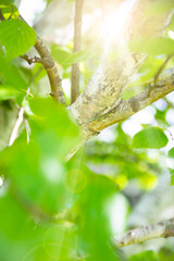 Bright green leaves of birch tree, sunny spring landscape, natural background