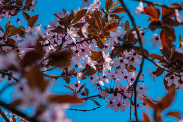 Beautiful spring sakura branches with flowers on a cloudy day macro photography