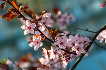 Beautiful spring sakura branches with flowers on a cloudy day macro photography