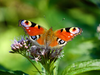Fototapeta na wymiar butterfly sitting on flower head