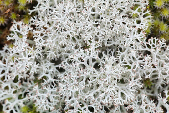 Cladonia arbuscula, commonly known as reindeer lichen
