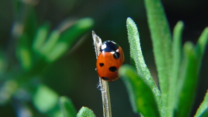 ladybird on a flower