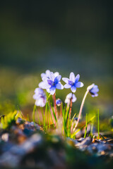 Ground level view of lovely flowers in woods.