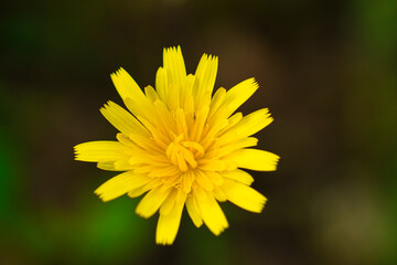 yellow flower with many yellow petals. out of focus background and selective focus and bokeh effect