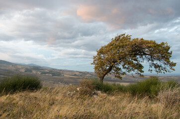 Un árbol inclinado por el viento en un dia nublado
