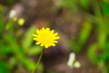 yellow flower with yellow petals in the forest. Out of focus background and selective focus and bokeh effect
