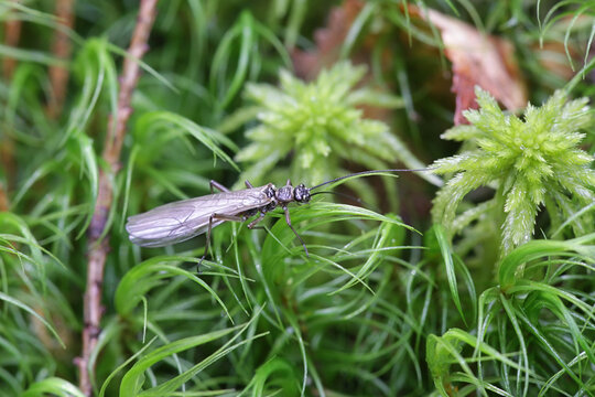 Nemoura cinerea, a stonefly from Finland with no common English name