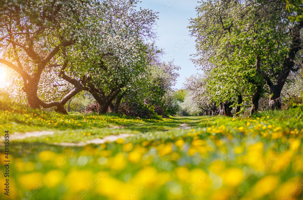 Fototapete Ground level view of a lush dandelion in an apple orchard in sunny weather.