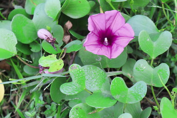 A Beautiful Pink Colored Flower