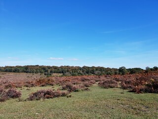 forest heather