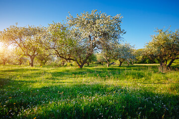 Splendid ornamental garden with blooming lush trees on a sunny day.