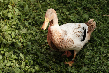 beautiful majestic speckled duck standing on green floor