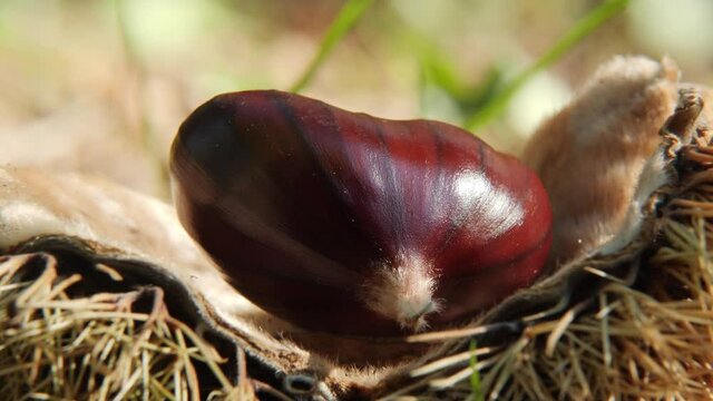 Chestnut Single Fruit Laying on an Open Hedgehog on the ground Macro in autumn before harvest