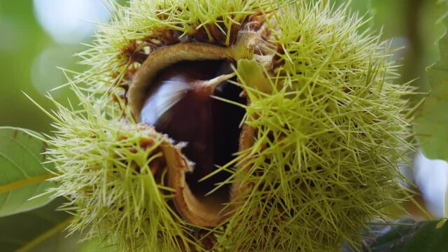 Chestnut Fruits Inside Single Hedgehog with Leaves Tele Photo hanging on tree's branch in autumn