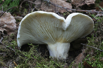 Lactarius bertillonii, fleecy milkcap, wild mushroom from Finland