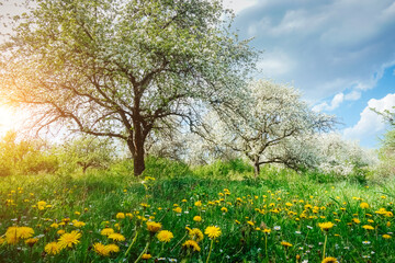 Fototapeta na wymiar Fantastic yellow field with dandelions in orchard.