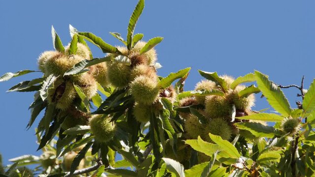 Chestnut Numerous Fruits in Hedgehog With Leaves Hanging on Treetop Close Up in autumn before harvest