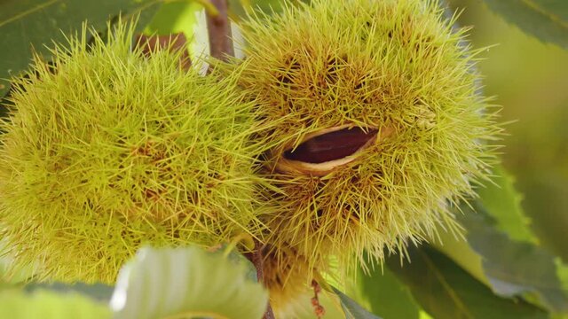 Chestnut Fruits Half-Open in Hedgehog with Leaves hanging on tree's branch changing light Close Up Tele Photo in autumn before harvest