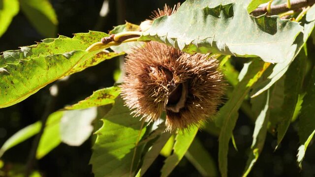 Chestnut Single Fruit in Hedgehog with Leaves hanging on tree's branch Backlight in autumn before harvest