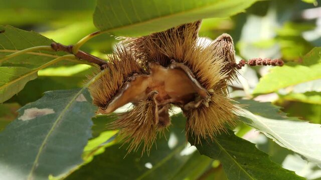 Chestnut Empty Hedgehog with Leaves Hanging on Tree's branch Changing Light  in autumn before harvest