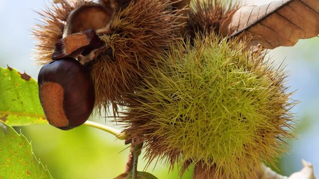 Chestnut Fruits Inside and Outside Hedgehog with Leaves hanging on tree's branch Close Up in autumn before harvest